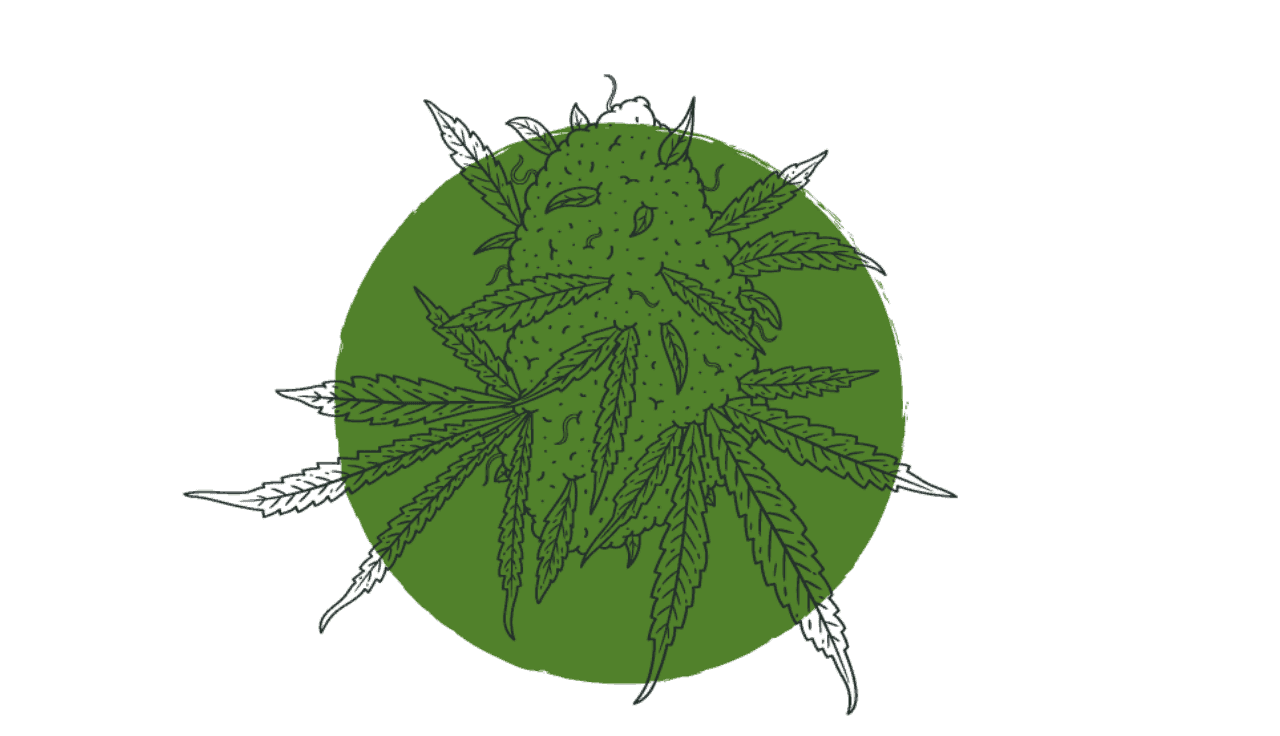 Cannabisblüten Illustration auf einem grünen Kreis