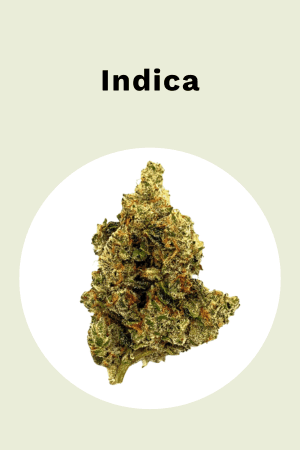 Indica - mit Blüte