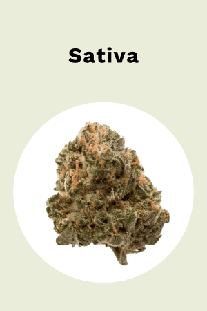 Sativa - mit Blüte